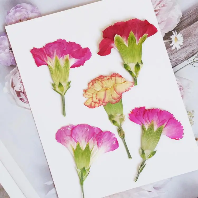 6pcs/4-7cm,Carnation dried flo - đánh giá và giá Dried Flower Bookmark