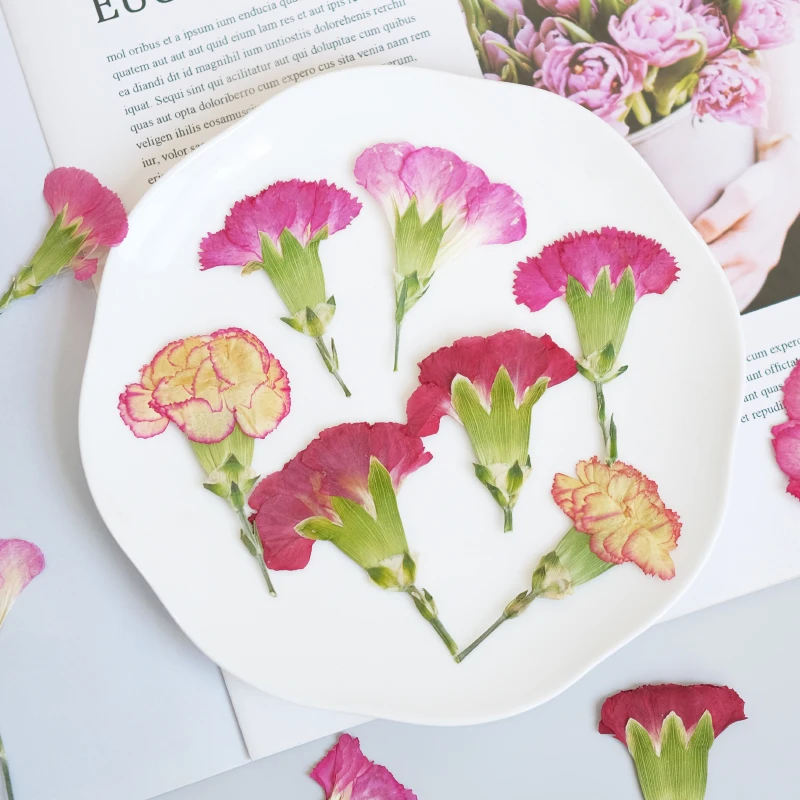 6pcs/4-7cm,Carnation dried flo - đánh giá và giá Dried Flower Bookmark