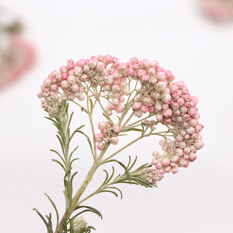 12pcs,Nature Millet flower bra - đánh giá và giá Dried Flower Bookmark