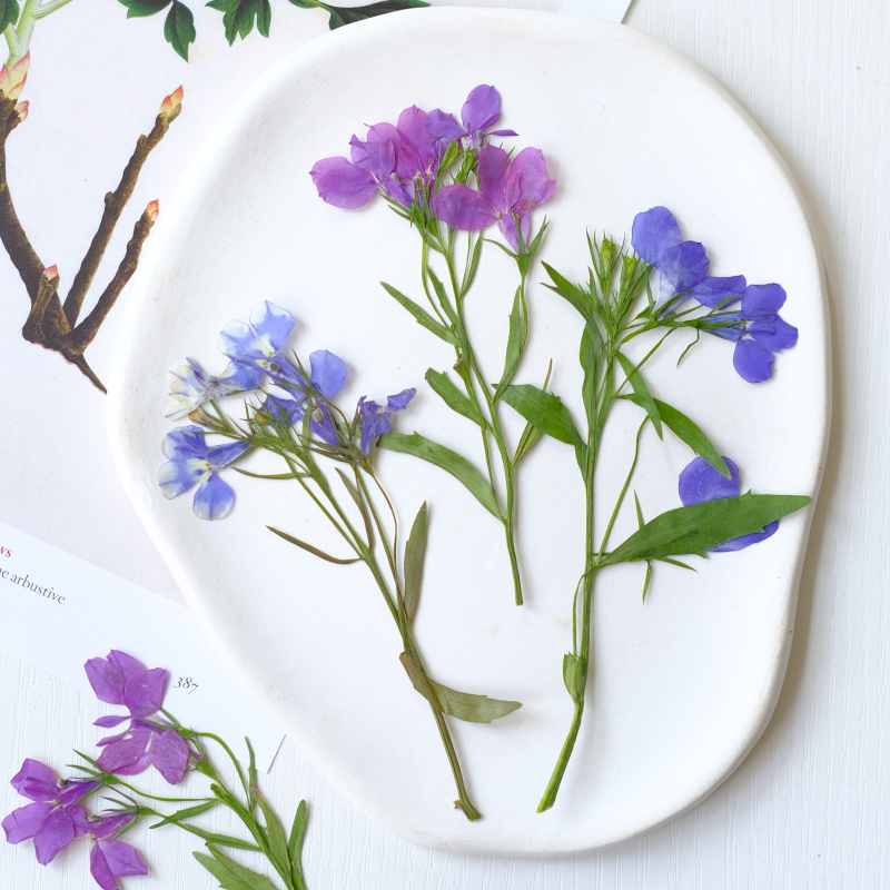 6pcs/8-13cm,nature Lobelia Eri - đánh giá và giá Dried Flower Bookmark