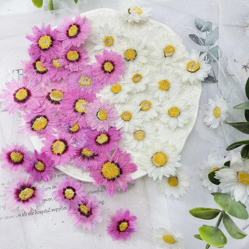 24pcs/2-4CM,Natural Pressed Fl - đánh giá và giá Dried Flower Bookmark