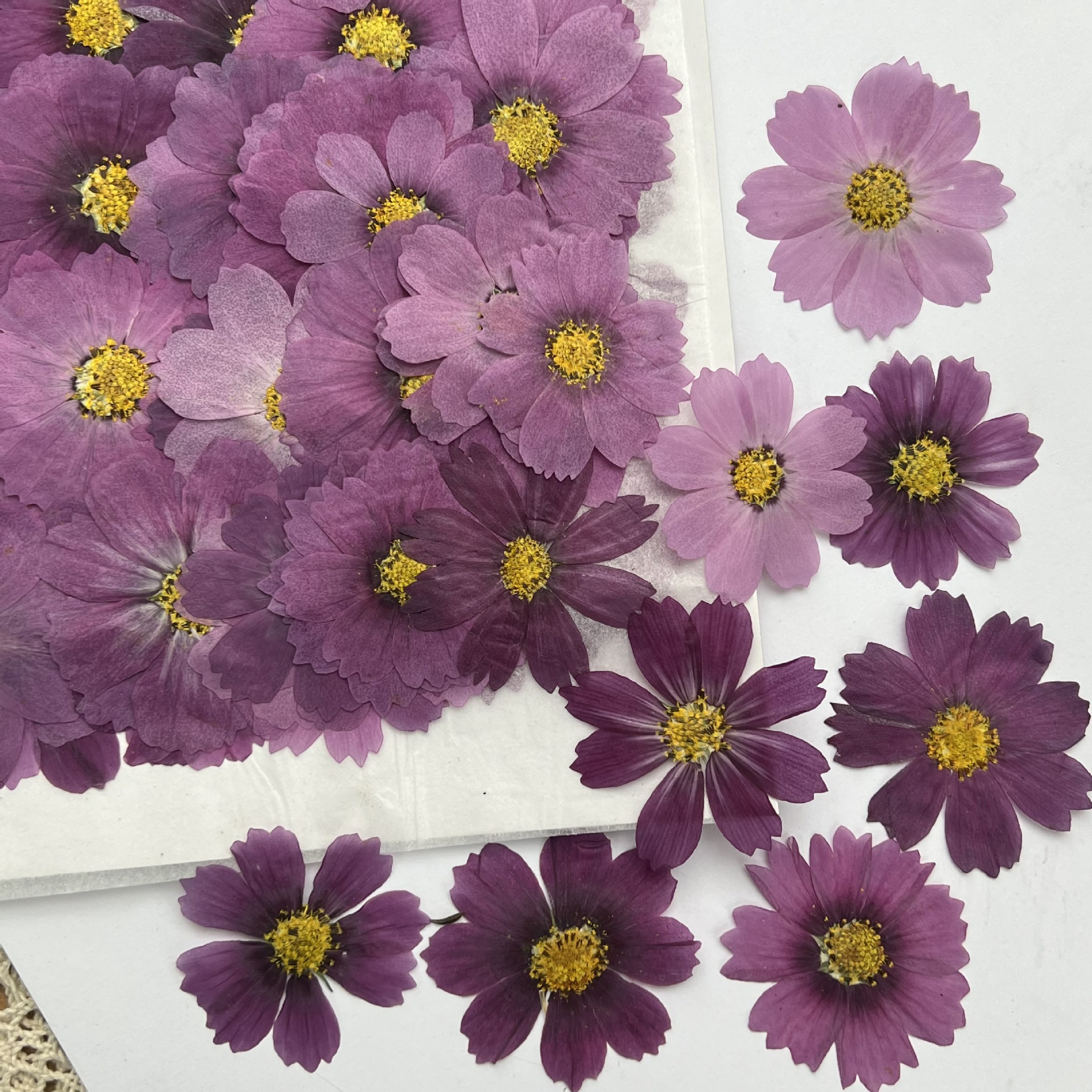 100Pcs Cosmos Dried Flower Pre - đánh giá và giá Dried Flower Bookmark