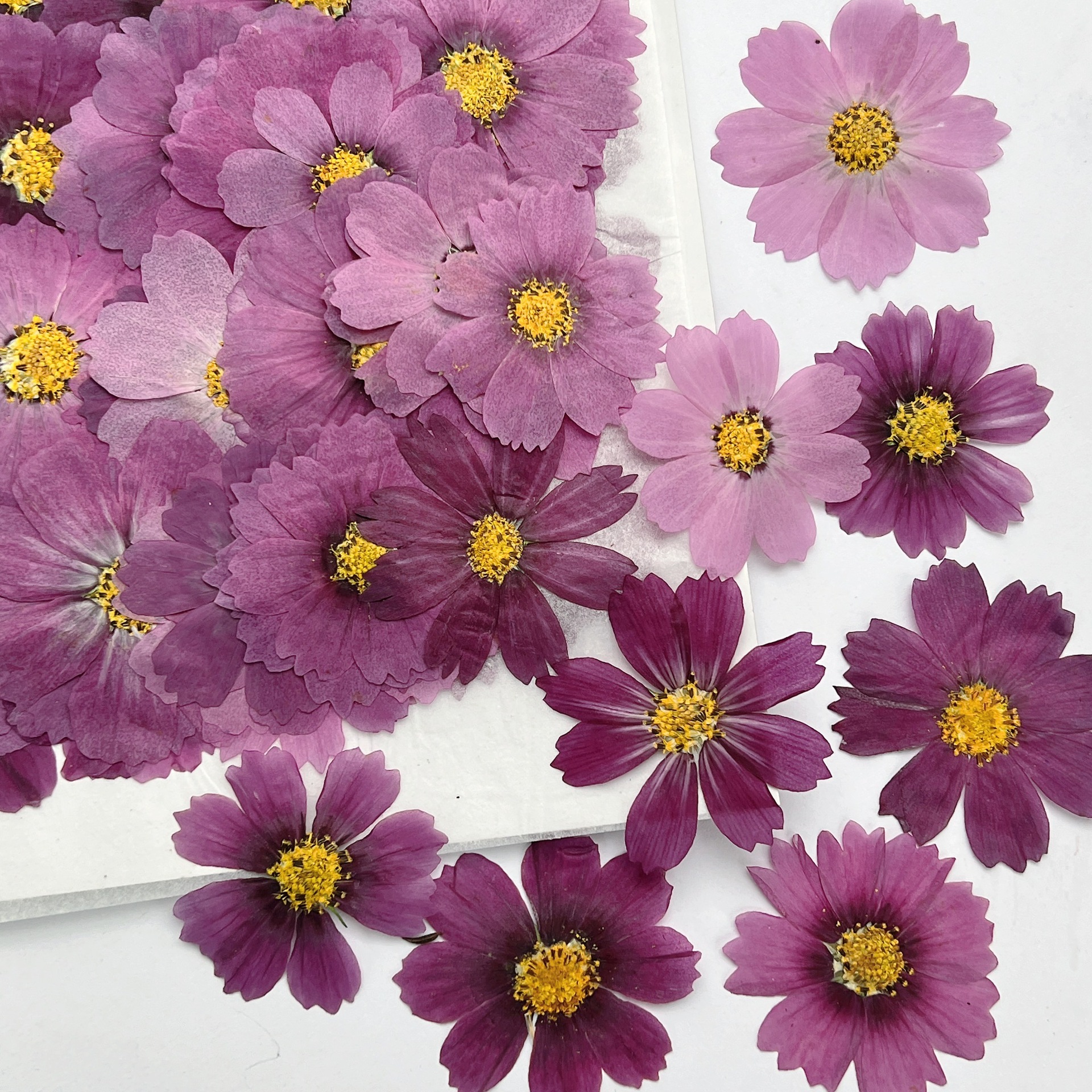 100Pcs Cosmos Dried Flower Pre - đánh giá và giá Dried Flower Bookmark