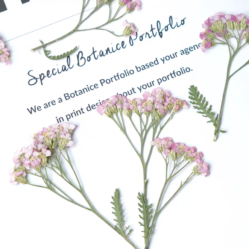 60pcs Pressed Dried Yarrow Ach - đánh giá và giá Dried Flower Bookmark