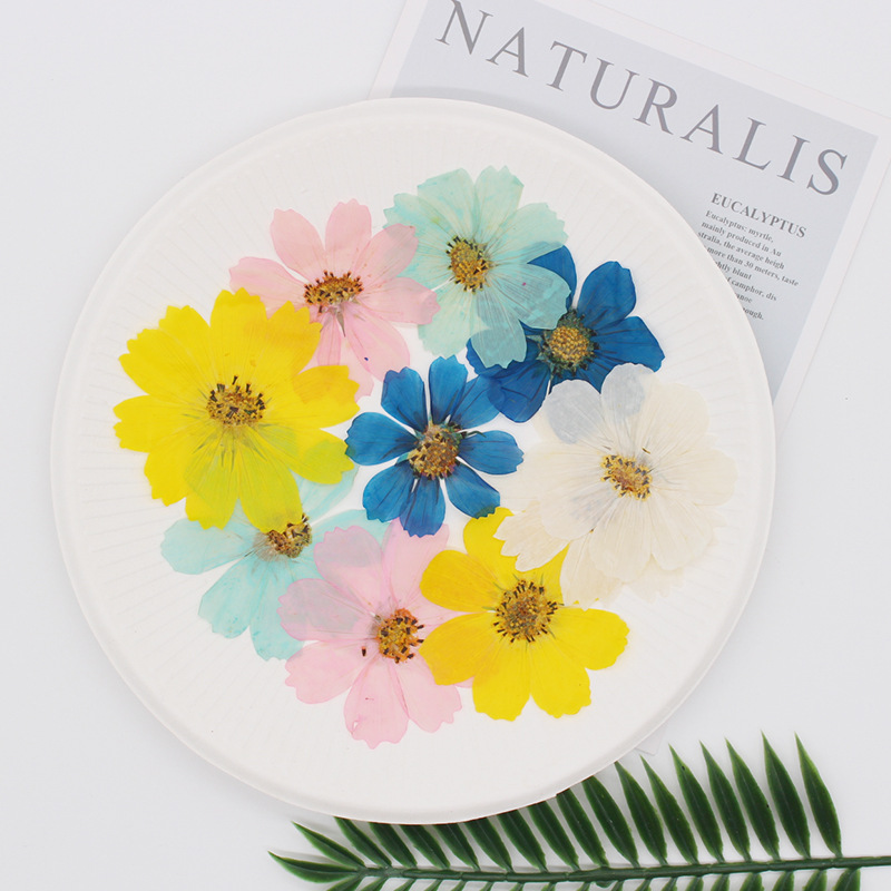 36Pcs Large Cosmos Flower Drie - đánh giá và giá Dried Flower Bookmark