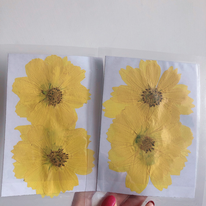 36Pcs Large Cosmos Flower Drie - đánh giá và giá Dried Flower Bookmark