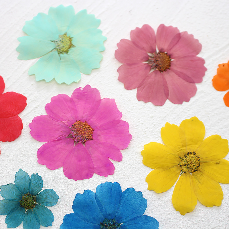 36Pcs Large Cosmos Flower Drie - đánh giá và giá Dried Flower Bookmark